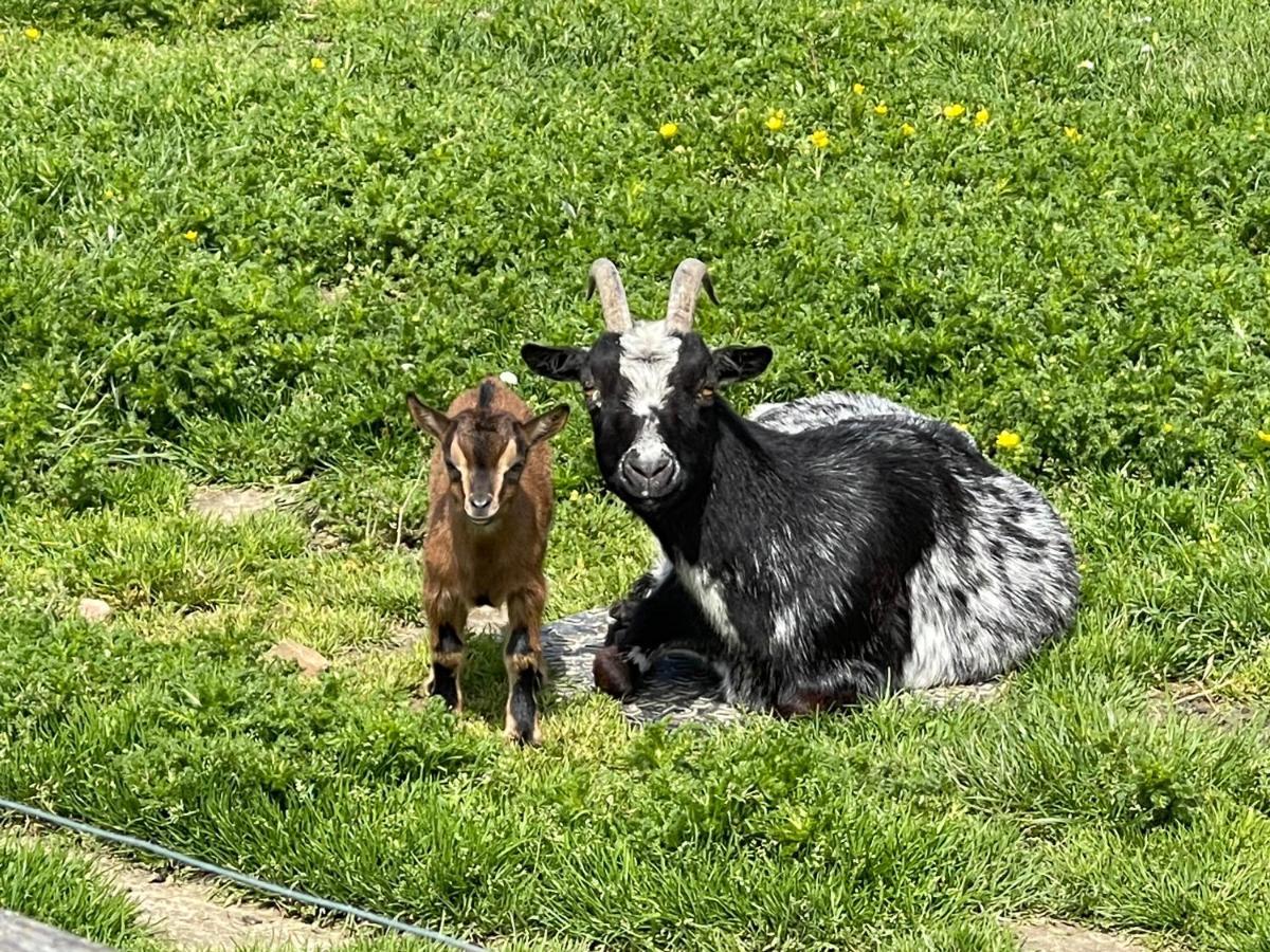 Parel Van Bever - Perle De Bievene Dış mekan fotoğraf