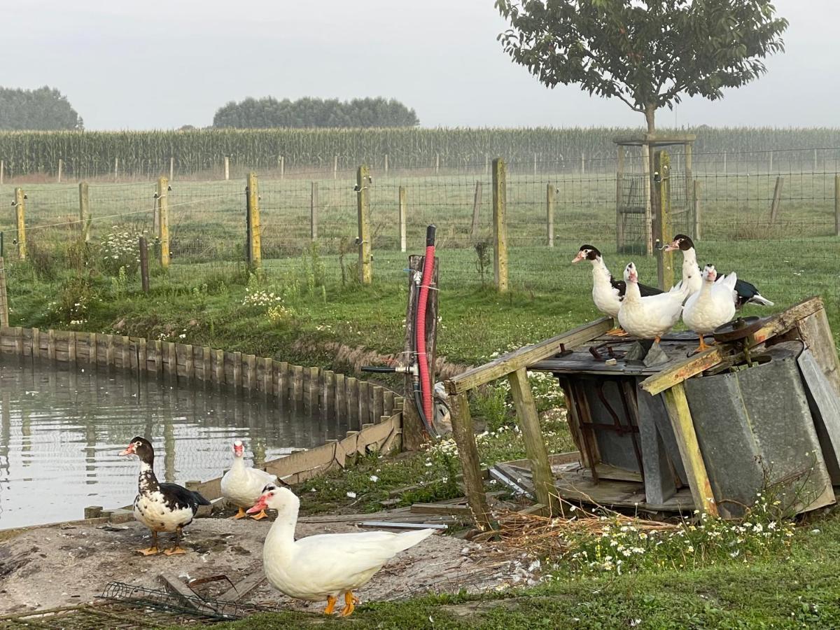 Parel Van Bever - Perle De Bievene Dış mekan fotoğraf