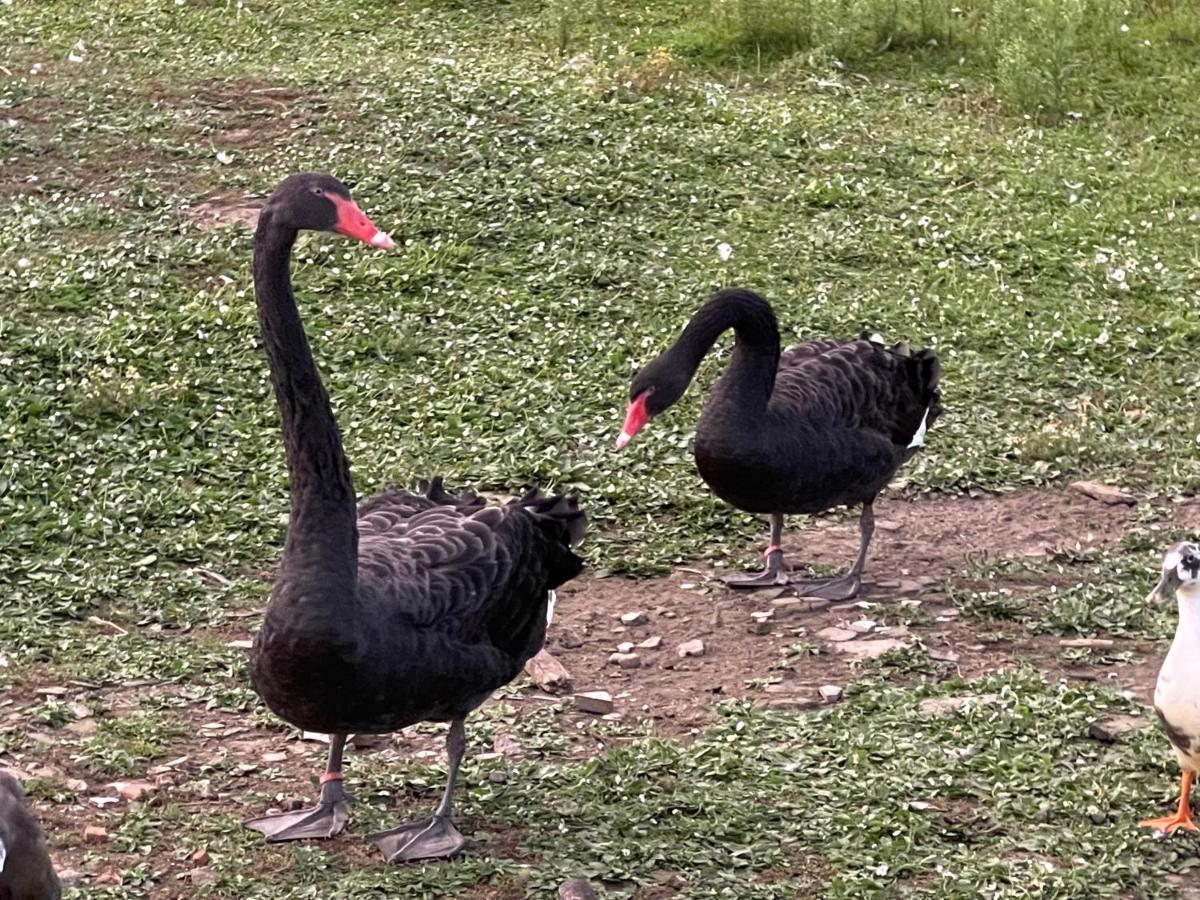 Parel Van Bever - Perle De Bievene Dış mekan fotoğraf