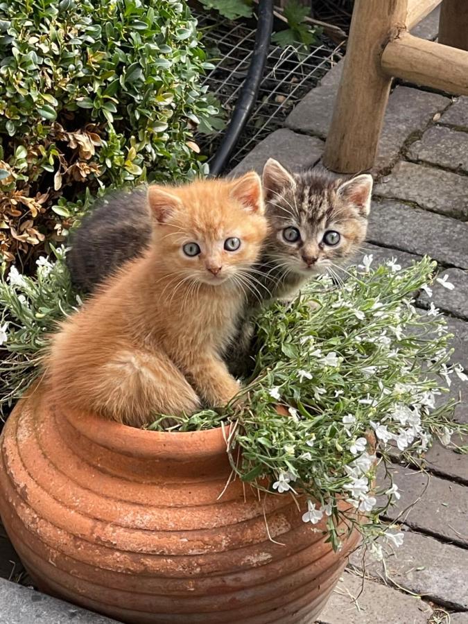 Parel Van Bever - Perle De Bievene Dış mekan fotoğraf